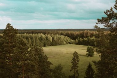 Sonbahar sabahı orman. Ufuk çizgisinde. Ladin ve çam ağacı ormanı soyut doku arka planı