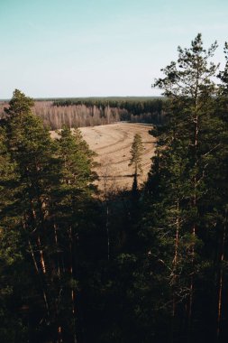 Güneşli bir günde sonsuz ormanlar ve renkli perspektifler 