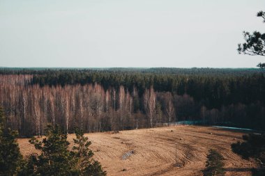 Orman manzarası yukarıdan, çimlerin ön planında kurumuş kahverengi çimenler var. mavi gökyüzü