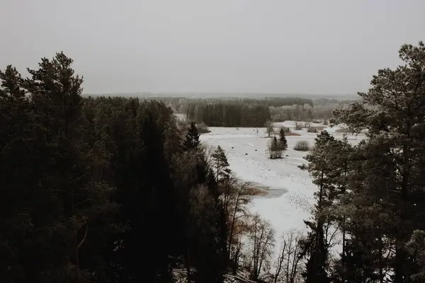 Panoramic View Misty Forest Far Horizon — Stock Photo, Image