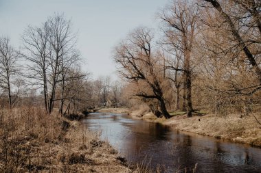 Orman nehir suyu yansıması manzarası. Nehir ormanı sahnesi. Orman nehri yansıması. Orman nehir suyu