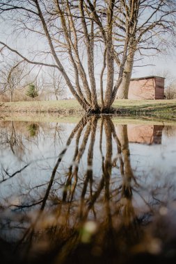 Sudaki ağaç kökleri. Bir ağaç dalının yansıması, güneş ve onun ışınları gölün karanlık sularında arka planda kırmızı tuğladan bir ev..