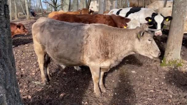 Witte Grappige Koe Kauwt Het Dier Kijkt Naar Camera Van — Stockvideo