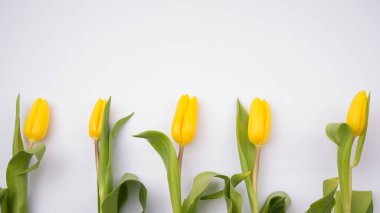 Paskalya için güzel boş kart, 8 Mart, sevgililer günü, anneler günü. Beyaz arka planda sarı laleler. Üst Manzara Düz Yat.