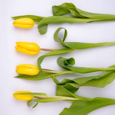 Paskalya için güzel boş kart, 8 Mart, sevgililer günü, anneler günü. Beyaz arka planda sarı laleler. Üst Manzara Düz Yat.