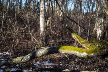 Bahar güneşinde, fazla gelişmiş bir ormanda, yeşil yosunlu kırık bir ağaç dalı. Erimemiş kar zeminde