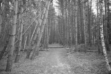Yürüyen bir patikayı çevreleyen mistik çam ormanı. Yürüyen patikaların üzerine düşen bazı kırık ağaçlar. Bahar güneşli ağaçları. siyah ve beyaz resim