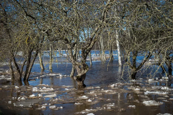 Inundações Primavera Prado Com Vidoeiros Close Uma Macieira Dia Primavera — Fotografia de Stock