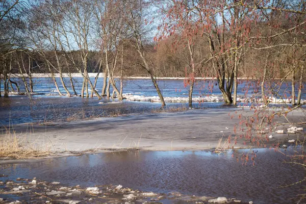 Spring Floods Flooded Meadow Trees Spring Landscape — Stock Photo, Image