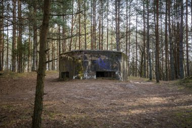 Çam ormanında terk edilmiş bir sığınak.