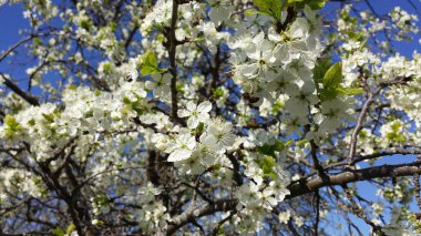 Bahçede mavi gökyüzüne karşı beyaz çiçeklerle çiçek açan bahar ağaçları. Bahar arkaplanı, tonlu