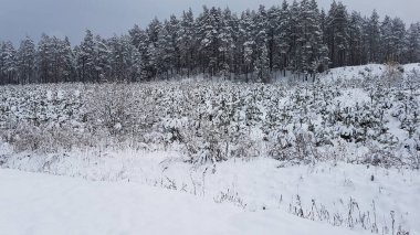 Soğuk bir akşamda çam ağaçları karla kaplıdır. Güzel bir kış manzarası. mavi gökyüzü