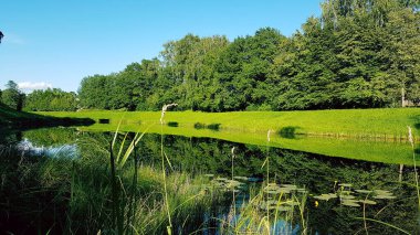Gölünde ayna olan bir yaz manzarası. Yeşil ağaçlar çimenler ve mavi gökyüzü su otlarıyla dolu huzurlu bir göle yansıyor. Ön planda yeşil çimen