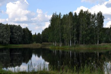 Güzel yaz manzarası. Göl kenarında yeşil çimen ve kümülüs bulutlu mavi gökyüzü. Uzakta yeşil ağaçlar. Gölün kıyısında uzun sazlıklar.