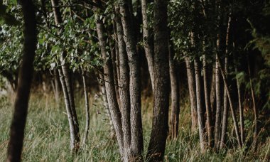 ladin, çam ve yeşil yapraklı karanlık mistik yaz ormanı. Yaz sonu. Yaz manzarası