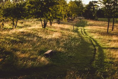 Ağaçların gölgelerinin yürüyüş parkuruna düştüğü güzel ormanda dinlenmek ve günbatımı için bankla yürüyüş yapmak. Bir panoramik, ormandaki yaz manzarasına ilham veriyor. Yürüyüş ya da bisiklet yolu. Yaz manzarası.