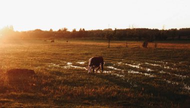 Yazın gün batımında çayırda mutlu yalnız bir inek. Islak bir çayır üzerinde portakal sarısı gün batımı. Yaz manzarası