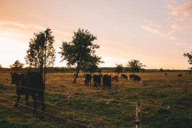 Bir sığır çiftliğinin destansı manzarası. Akşamları çayırda otlayan inek çiftliği. İnanılmaz günbatımı manzarası. Köy geçmişi. Doğal organik süt üretimi. Yaz manzarası