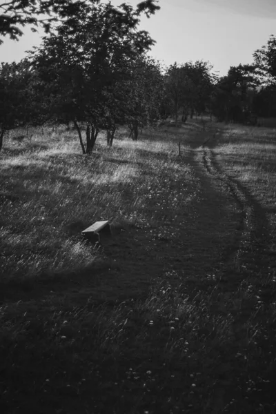 Ağaçların gölgelerinin yürüyüş parkuruna düştüğü güzel ormanda dinlenmek ve günbatımı için bankla yürüyüş yapmak. Bir panoramik, ormandaki yaz manzarasına ilham veriyor. Yürüyüş ya da bisiklet yolu. Yaz manzarası.