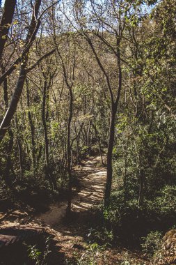 Hırvatistan 'da kum yürüyüşü parkuru. Güzel yeşil ağaçlar ve çimenler. Yaz manzarası