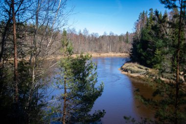 Yeşil yaprak ve akarsudaki kum ve kayalarla alçak su ile ormandaki manzaralı bahar nehri manzarası. bahar manzarası