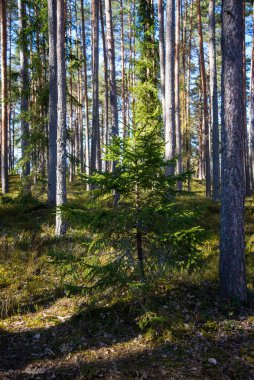 Büyük bir çam ormanında, güneşli bir bahar gününde mavi gökyüzüyle yeşil yosunları olan yalnız yeşil küçük ladin. bahar manzarası
