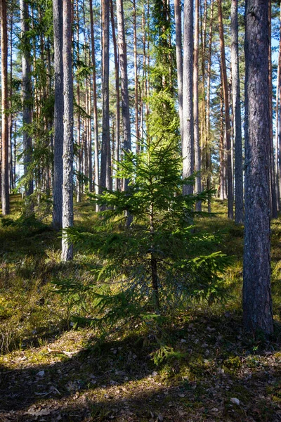 Büyük bir çam ormanında, güneşli bir bahar gününde mavi gökyüzüyle yeşil yosunları olan yalnız yeşil küçük ladin. bahar manzarası