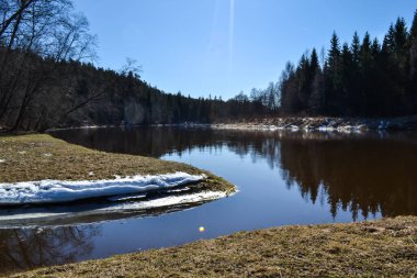 forest green coniferous forest landscape by the river in spring with green grass and blue sky. spring landscape