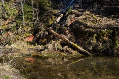 sandstone cliffs on the bank of the river Gauja with dead trees falling on the rock wall in Latvia.