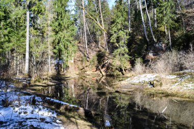 sandstone cliffs on the bank of a forest river with a perfect reflection in the water and green conifers on the bank. Spring landscape