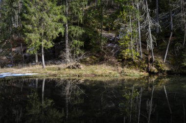 Beautiful river surrounded by forest with perfectly clean water with a beautiful reflection of the forest landscape and green trees. Spring landscape