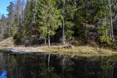 Beautiful river surrounded by forest with perfectly clean water with a beautiful reflection of the forest landscape and green trees. Spring landscape