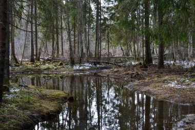 In the spring, a beautiful forest river came out of the banks and flooded the bank. The river is surrounded by green conifers. spring landscape