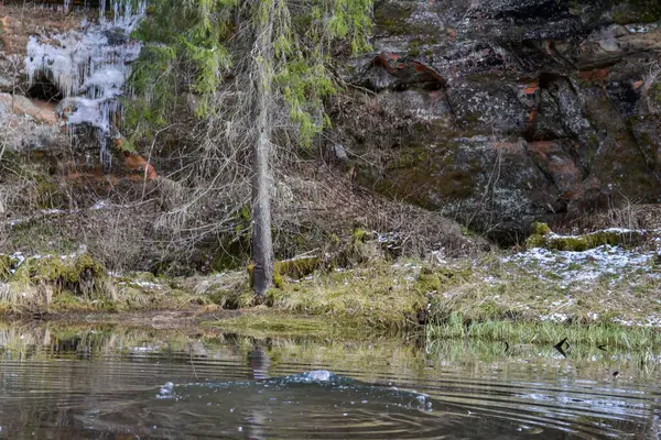 sandstone cliff pattern with green grass and a floating mallard in the foreground. spring landscape