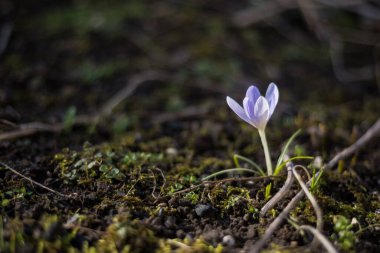 Vahşi mor timsahlar ormandaki doğal ortamlarında çiçek açarlar. Crocus heuffelianus. Makro yakın çekim fotoğraf.