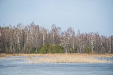 Buz gölü buz ve karla kaplı. Kahverengi sazlıklar buzun içinde büyür. Göl, yeşil kozalaklı bir arazisi olan buz pateni pisti gibidir. Mavi gökyüzüyle güneşli bir günde ilkbahar manzarası.
