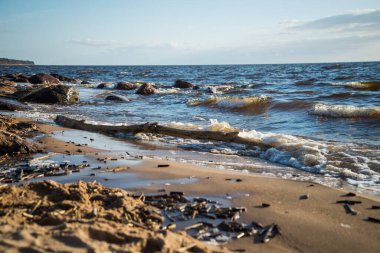 Kum tepeciğinin kumsalında, deniz kıyısında kuru ağaç kabuklarından arınmış ağaç kütükleri. Sıcak bahar güneşi tarafından aydınlatılır ve mavi denizin dalgaları tarafından yıkanır. Sahilde, bahar güneşinde parlayan büyük kayalar. Mavi gökyüzü ile güzel bir manzara.