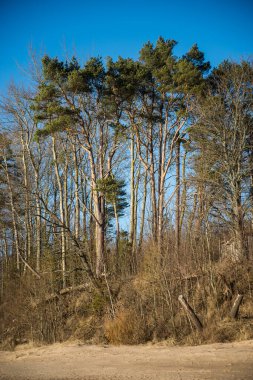 Deniz kenarındaki güzel yeşil çam ağaçları arasında mavi bir gökyüzü. Bahar manzarası