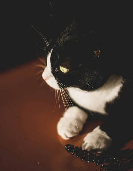 black cat with a white neck and paws and yellow eyes looks into the chamber chewing on a plastic rubber band. sitting in a dark room on the orange floor in the spring sun shines on the cat\'s face from the window. Animal portrait