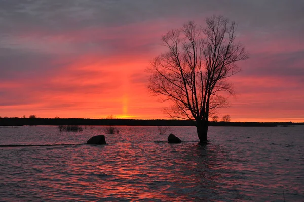 Панорама Озера Красивом Красном Закате Отражением Спокойной Воде Деревянным Силуэтом — стоковое фото