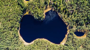 Aerial shot. A lake of blue water that resembles the contour of the Latvian state with the reflection of white cumulus clouds in the water, surrounded by a pine forest. Drone photography