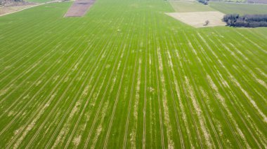 aerial view over the green fields of early summer and the double carriageway from the air. summer landscape. aerial shot.