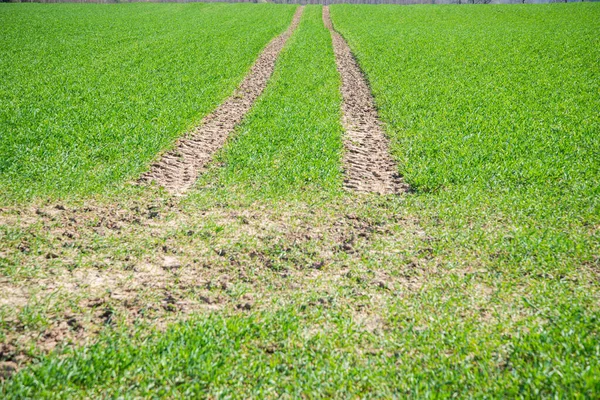 国家陆陆空与绿色的草地和蓝色的天空泡菜 Seffect Country Yside Tractor Tracks Field — 图库照片