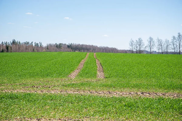 国家陆陆空与绿色的草地和蓝色的天空泡菜 Seffect Country Yside Tractor Tracks Field — 图库照片