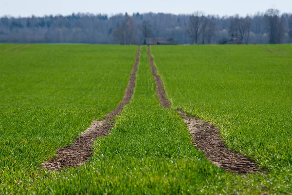 拖拉机的轨道穿过春天生长在田野里的一片生机勃勃的绿色庄稼地 — 图库照片