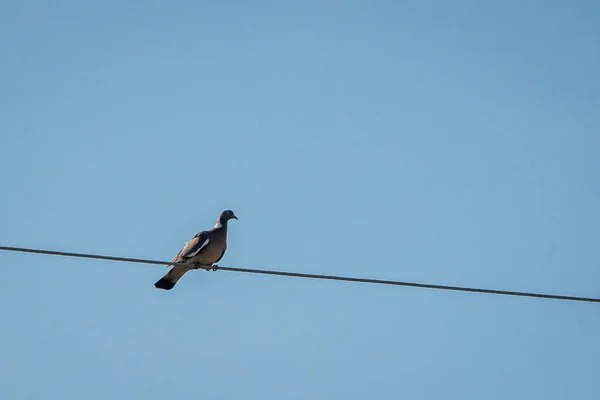 Black Pigeon Attention Drawn Power Cord Blue Sky Background Pigeon — Stock fotografie