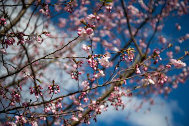 Güzel çiçek açan Japon kirazı, Sakura. Bir bahar günü çiçeklerle dolu bir arka plan. Makro fotoğrafçılık