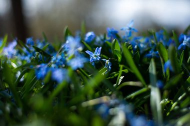 Ormanda ilkbaharın başlarında mavi kardelen çiçekleri. Makro fotoğrafçılık