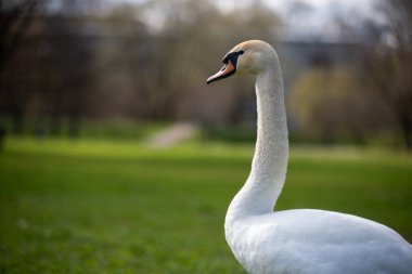 Beyaz bir kuğunun portresi bulanık bir arka planda izole edilir. Yakın plan. Hayvan portresi