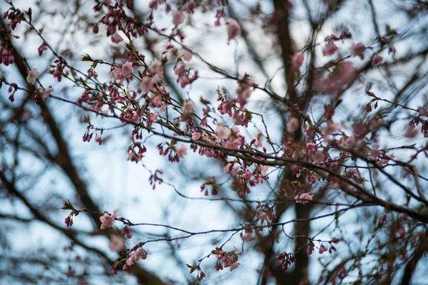 Hermosa Flor Cereza Japonesa Sakura Fondo Con Flores Día Primavera — Foto de Stock